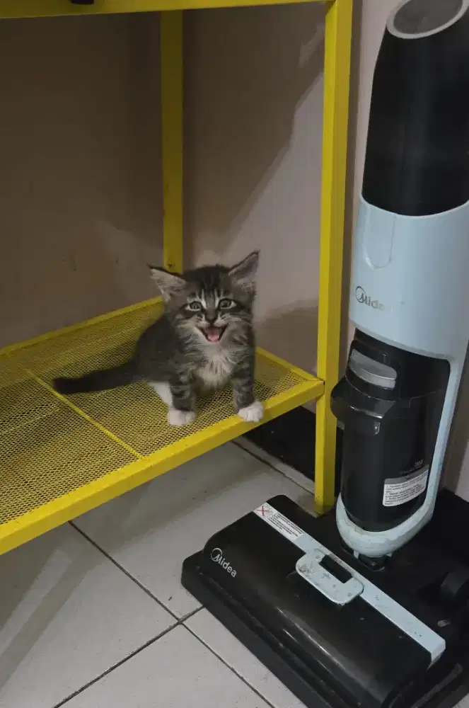 KITTEN MAINECOON USIA 2BULAN JANTAN NONPED