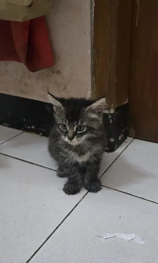 KITTEN MAINECOON USIA 2BULAN JANTAN NONPED