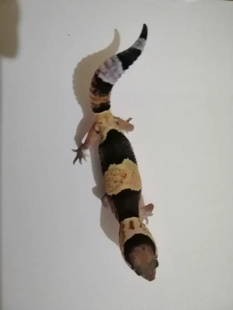 Anakan aft gecko Oreo