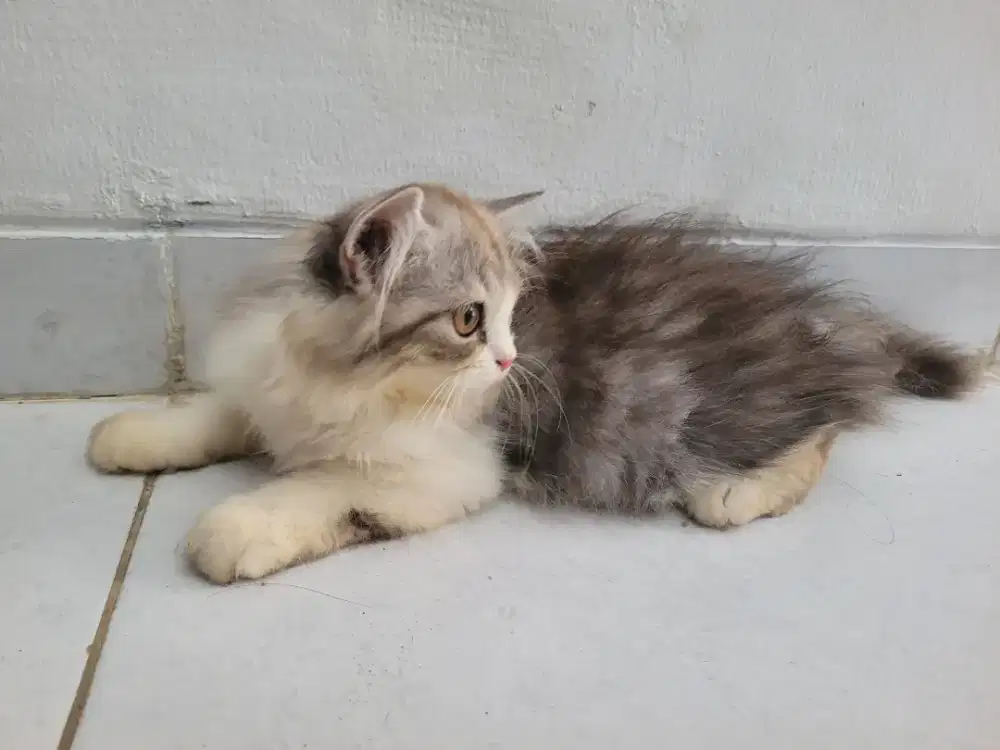 Persia kitten longhair