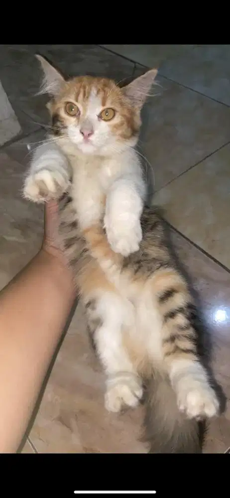 Kitten persia medium calico betina
