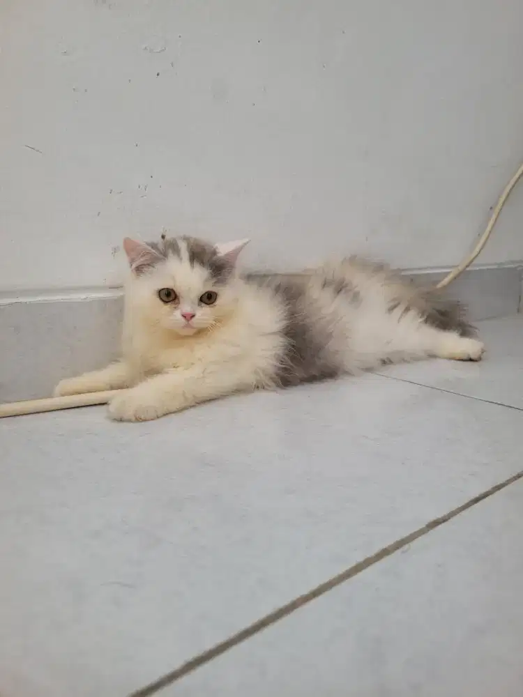 Anakan persia longhair