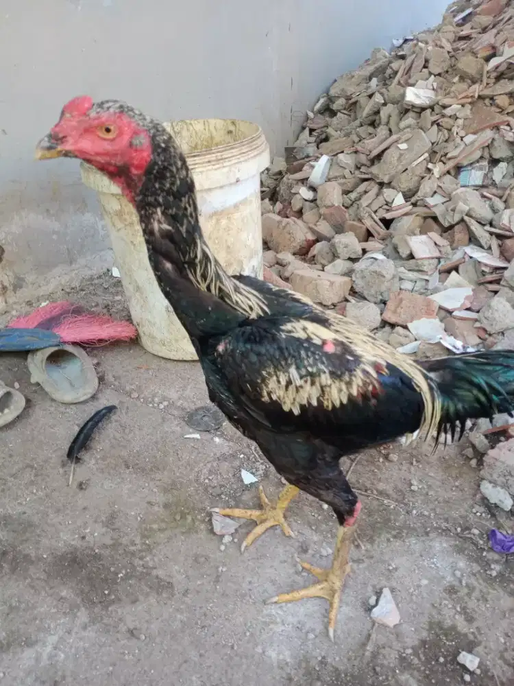 Ayam SATRI SENIKTI