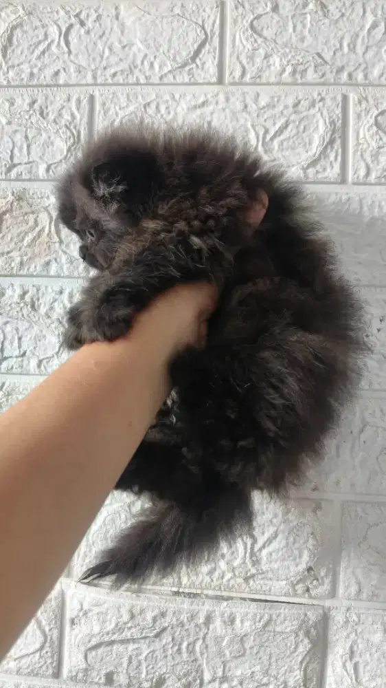 Kucing persia bulu super