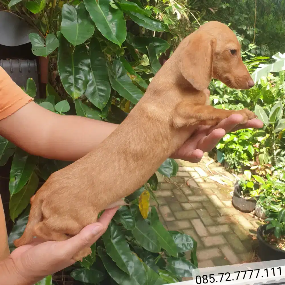 Anak anjing Mini Tekel / Mini Dachshund, Jantan