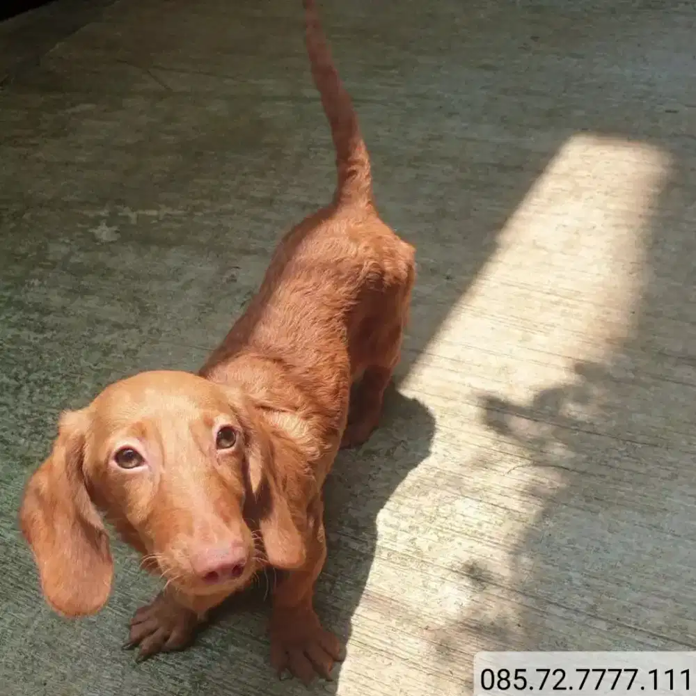 Anal anjing Tekel / Dachshund Longhair, jantan
