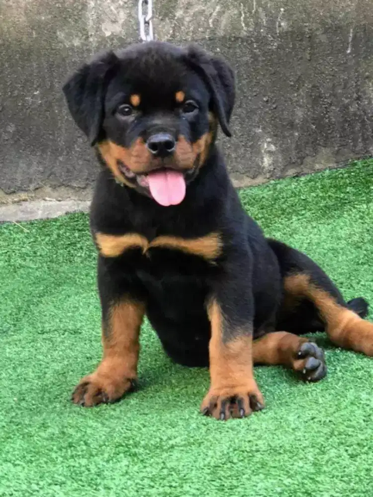 DIJUAL ANJING ROTTWEILER