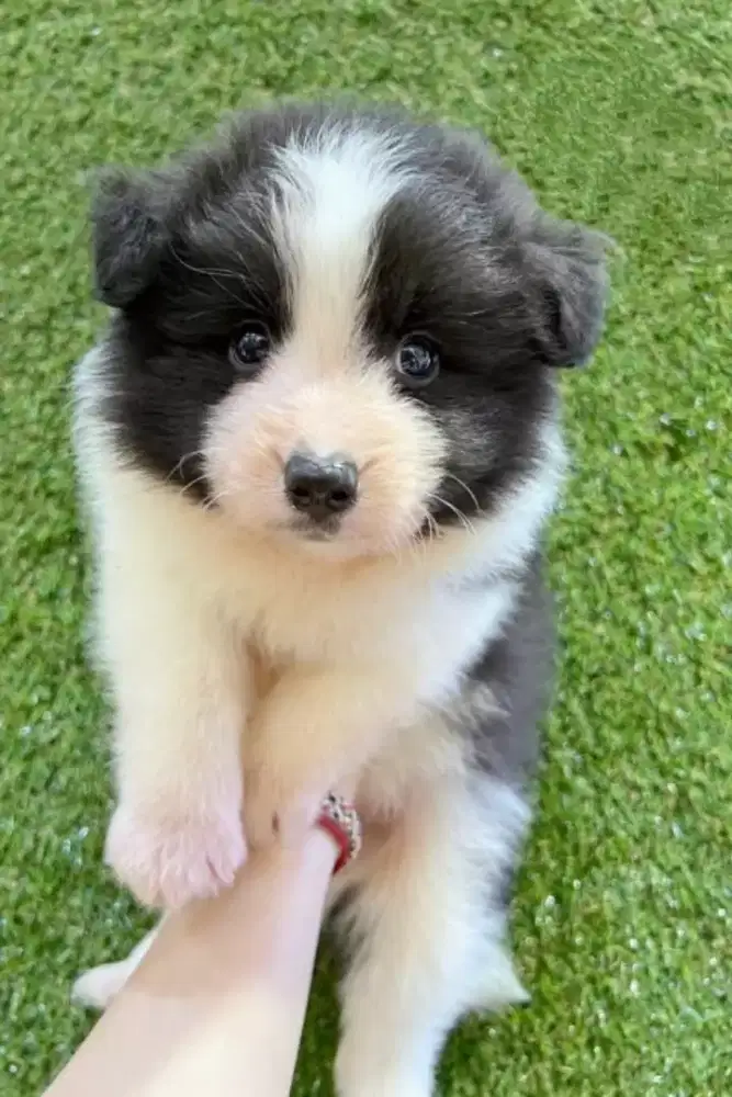 DIJUAL ANJING BORDER COLLIE