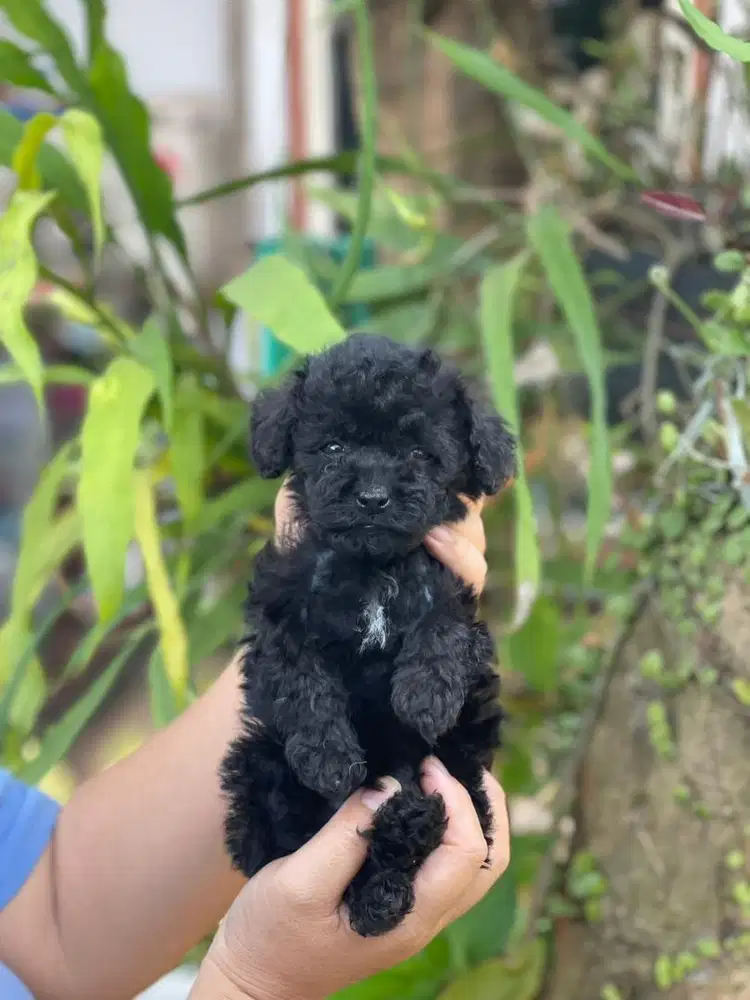 Jual anakan Mini poodle
