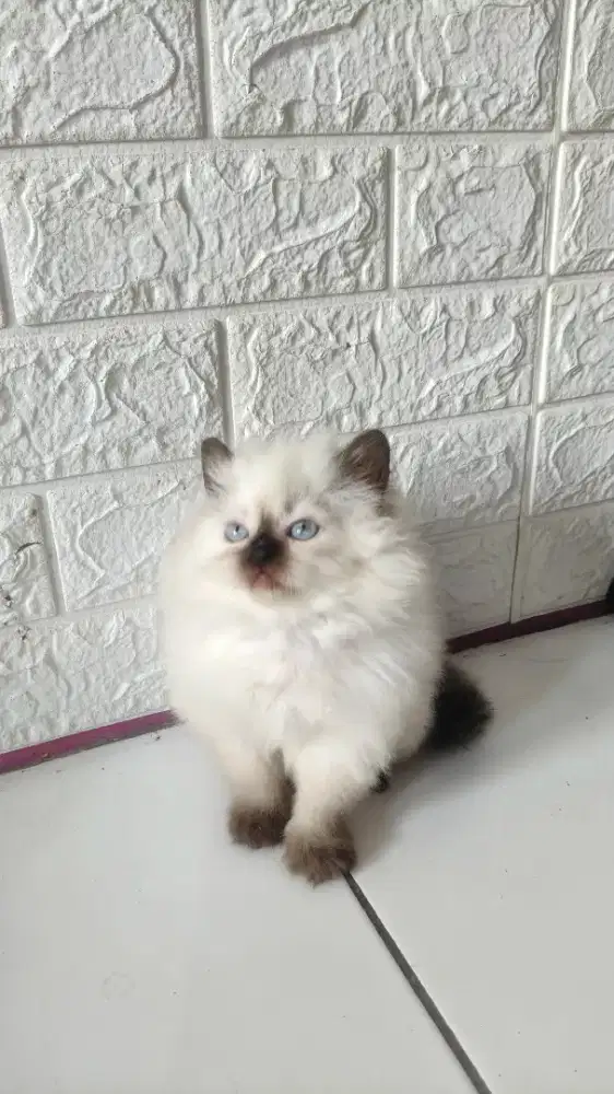 Kucing persia bulu super