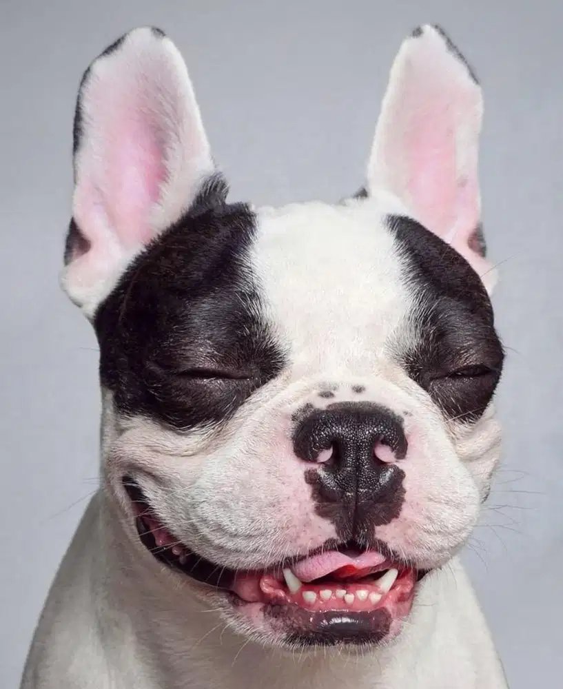 Frenchie french bulldog