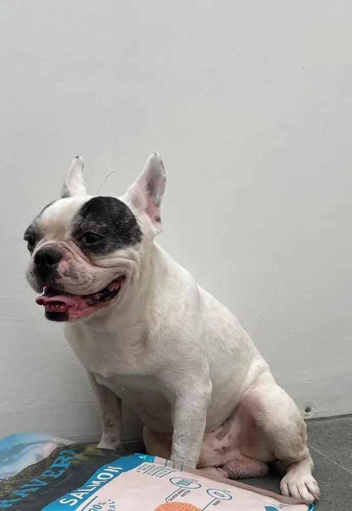 Frenchie french bulldog