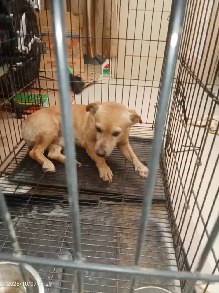 Free adopsi anjing mix aktif