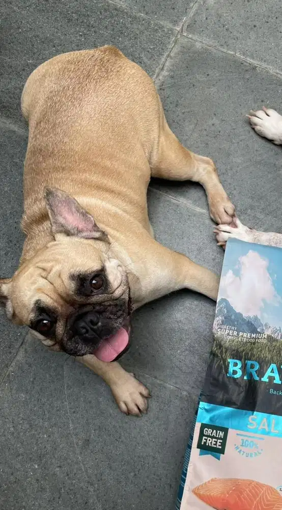 Frenchie french bulldog