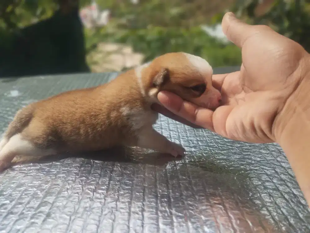 Anakan corgi jantan dan betina