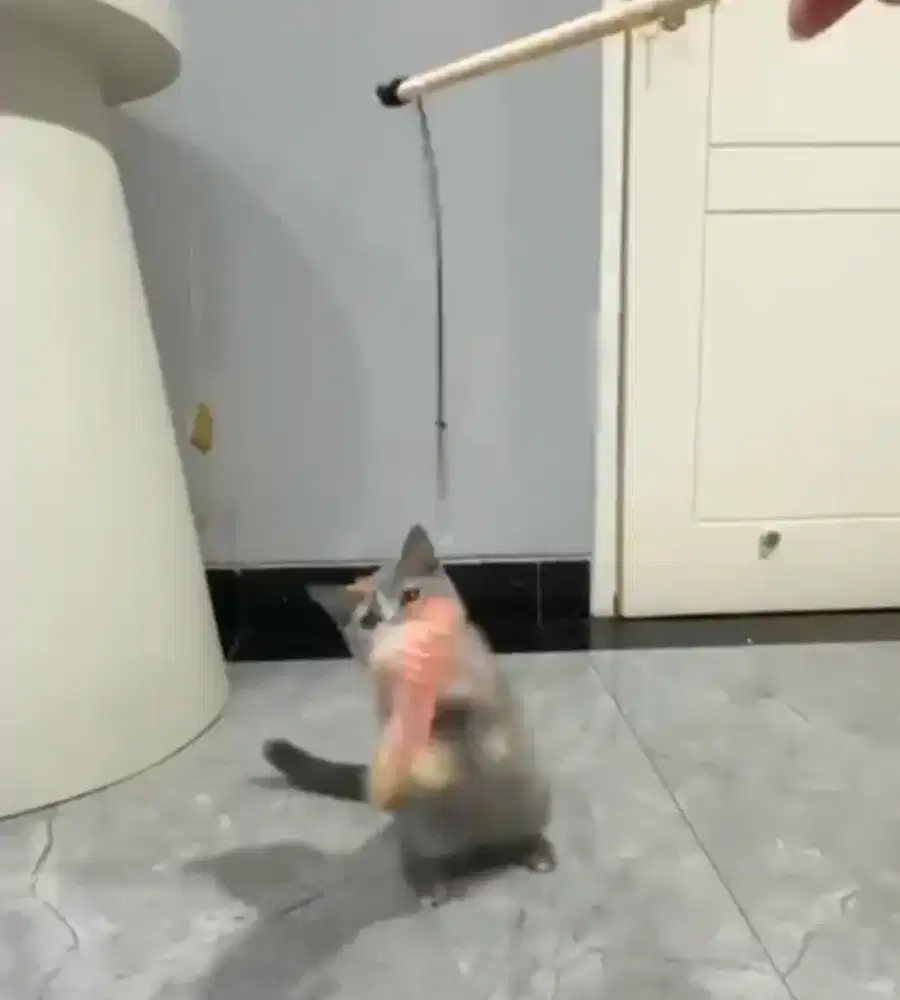 BSH umur 3 bulan