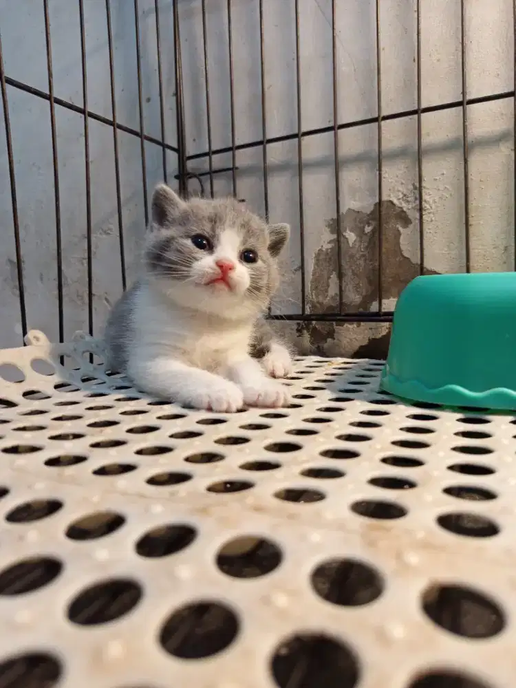 BRITISH SHORTHAIR