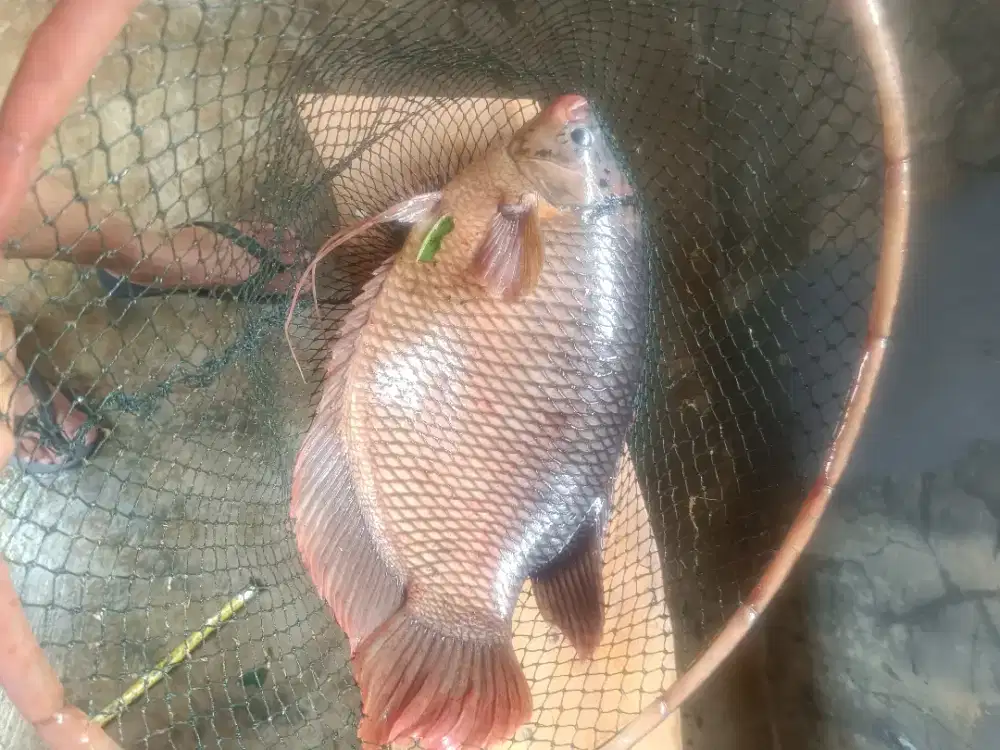 Ikan Gurame indukan