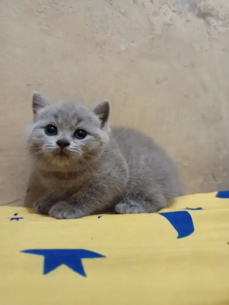 BRITISH SHORTHAIR