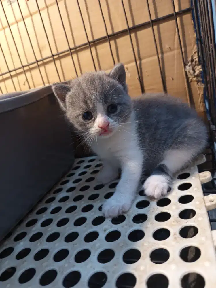 BRITISH SHORTHAIR