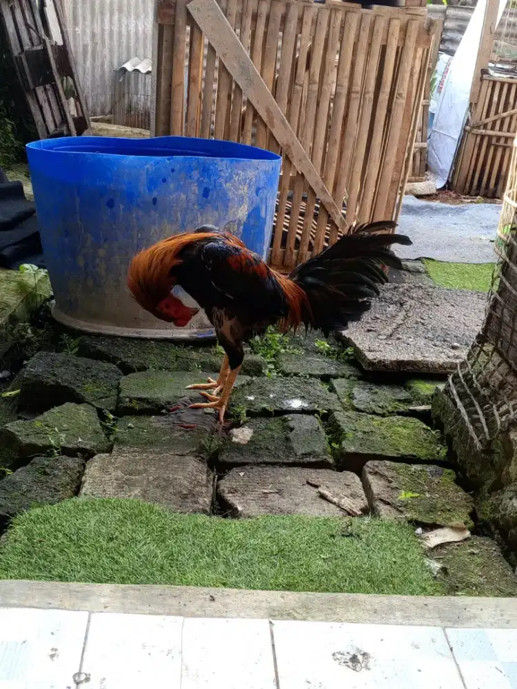 Ayam jago Birma x bk