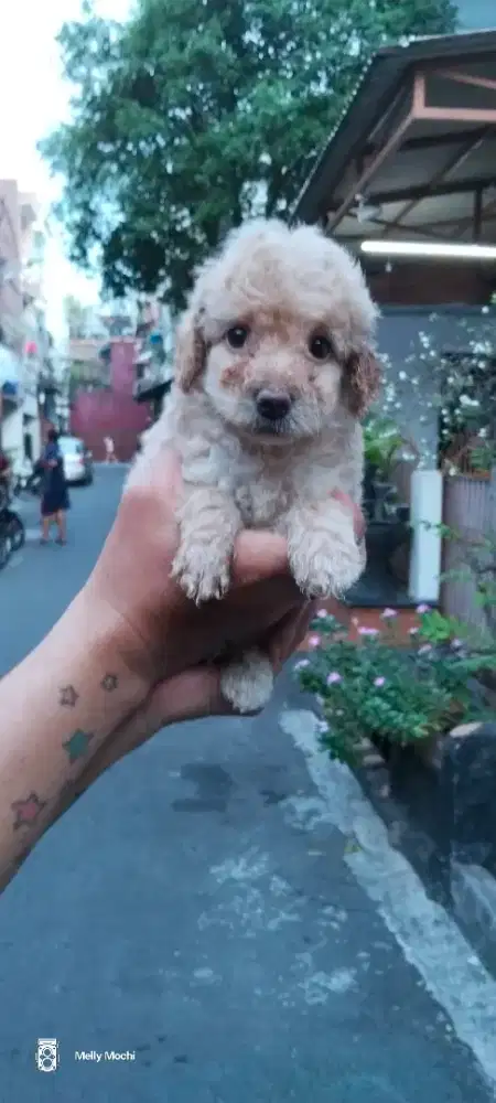 Toy poodle jantan dan betina