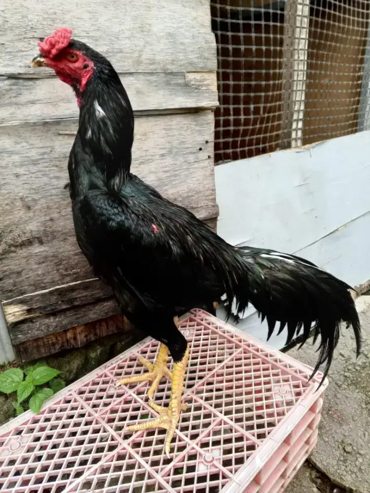Ayam bk clasic  muda