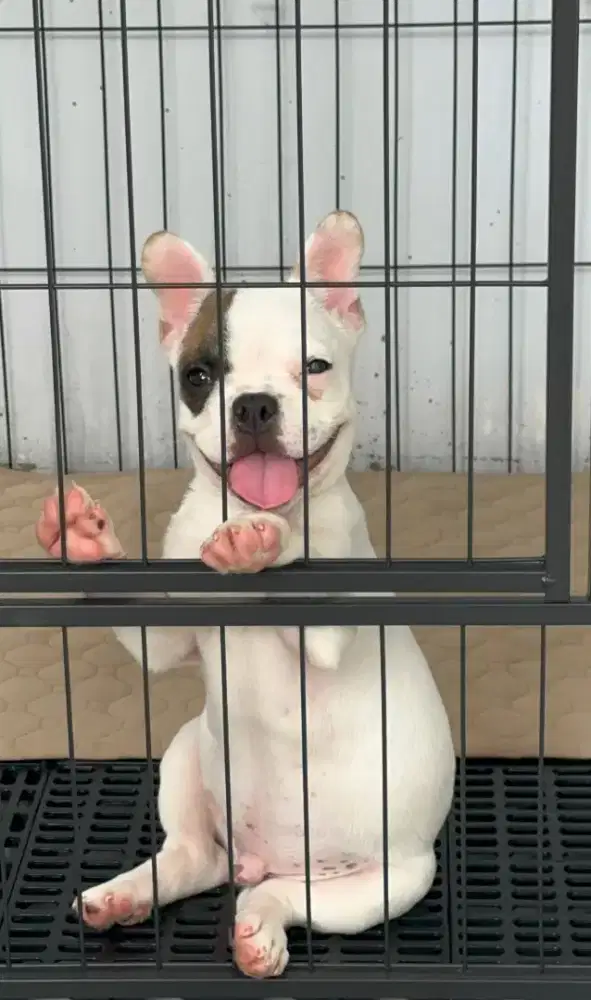 French bulldog male