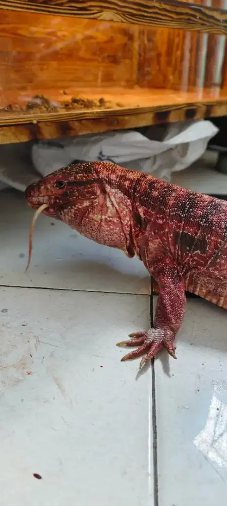 kadal red tegu jantan