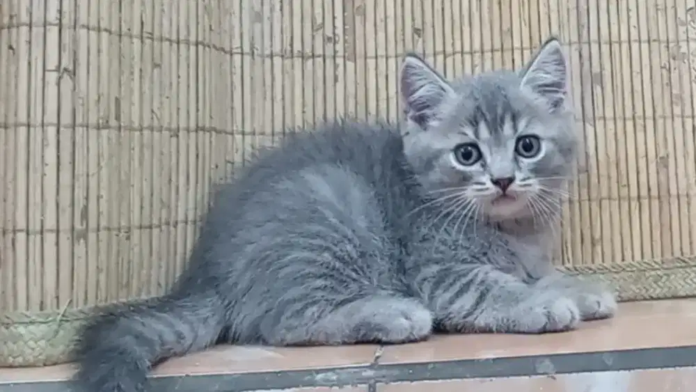 British Short Hair Kitten