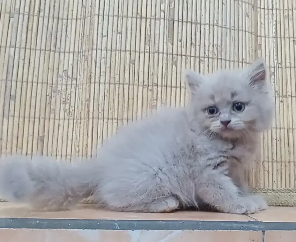 British Long Hair Kitten
