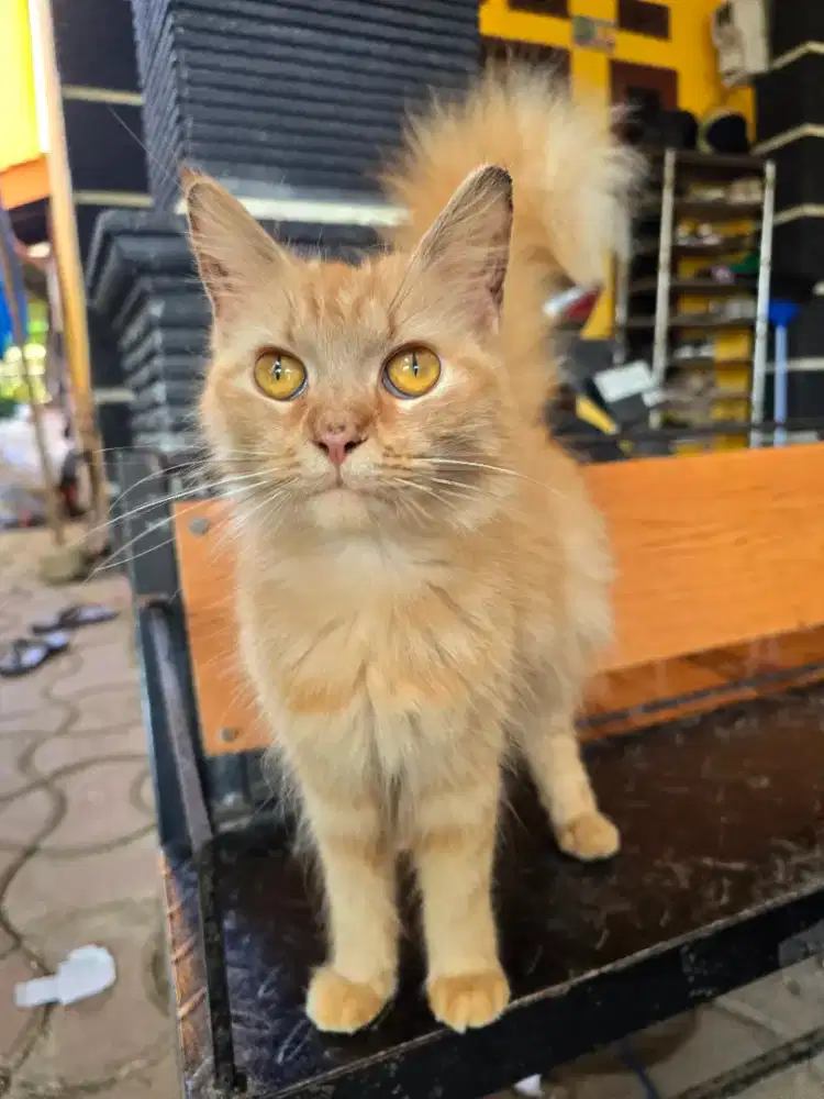 Mix mainecoon betina hamil