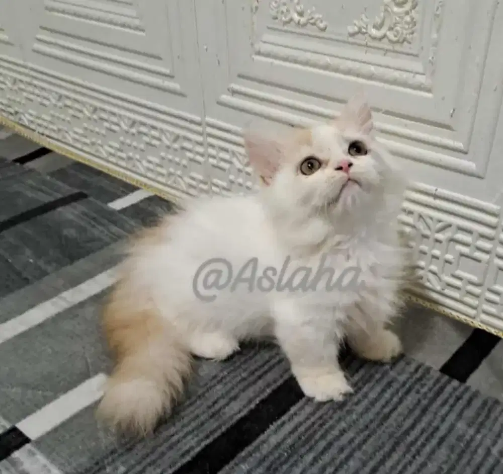 Kucing cebol jantan/kucing munchkin /kitten munchkinl jantan