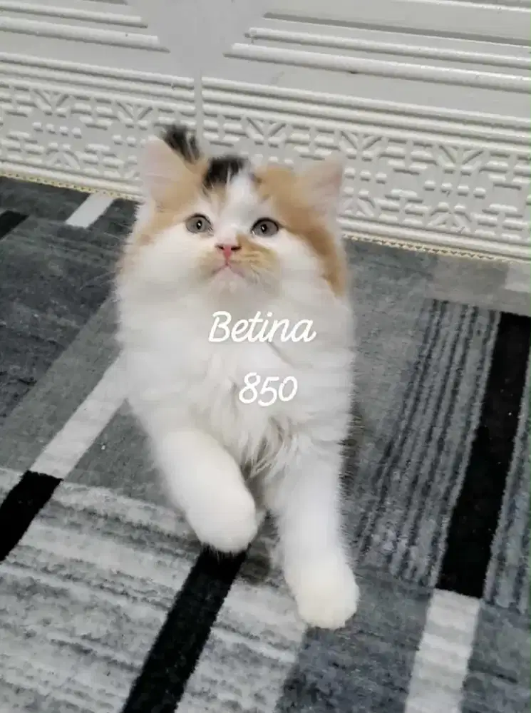 Kucing persia betina/kitten persia flatnose/anakan kucing anggora