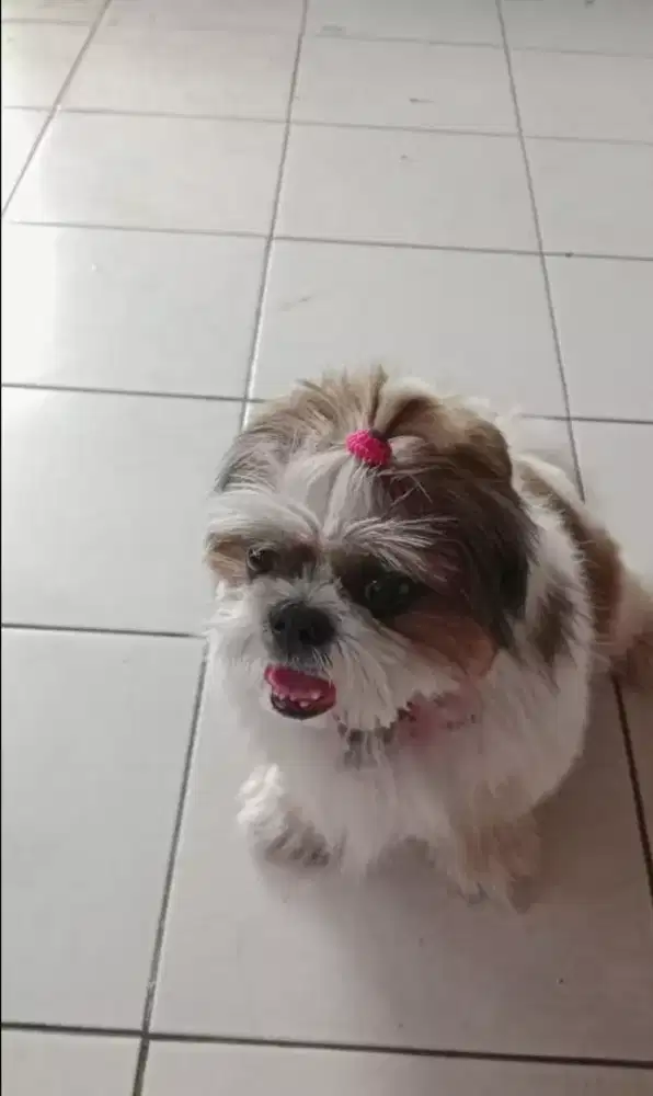 Anjing Shitzu (Jantan)
