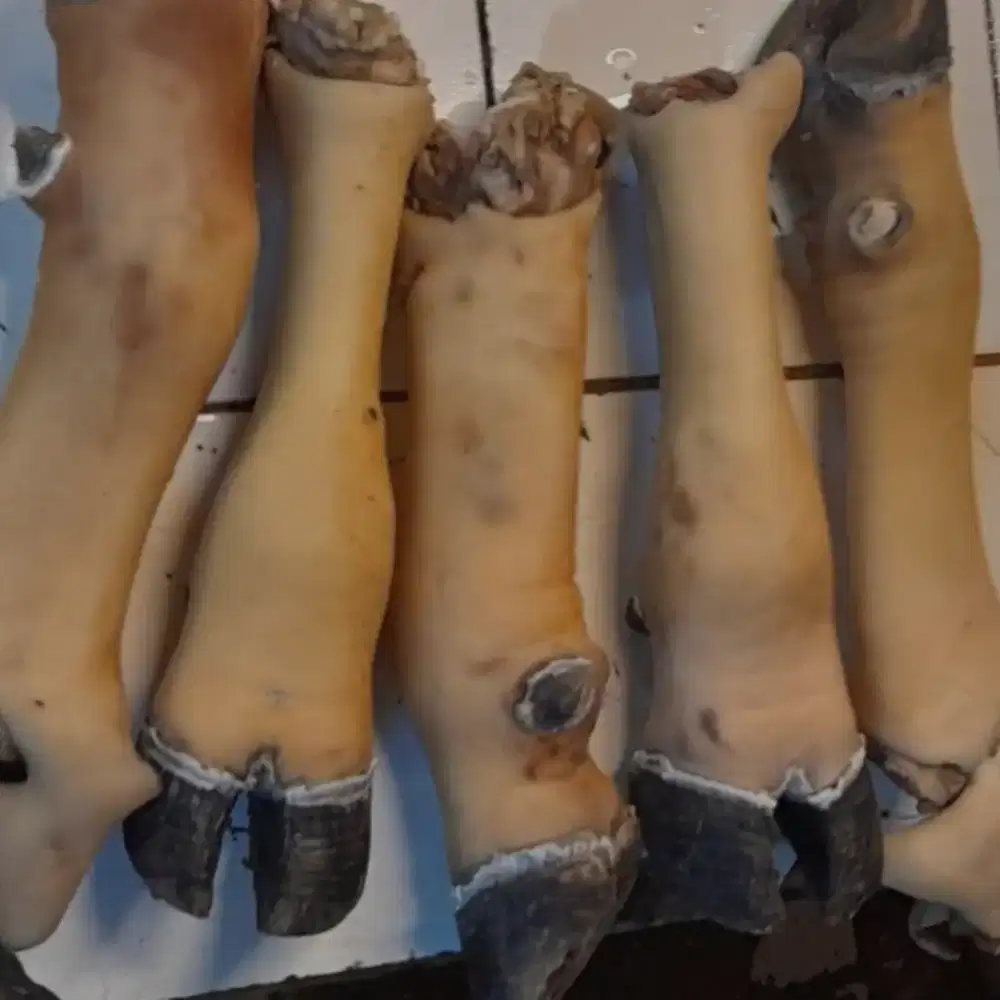 kaki sapi lokal perbatang
