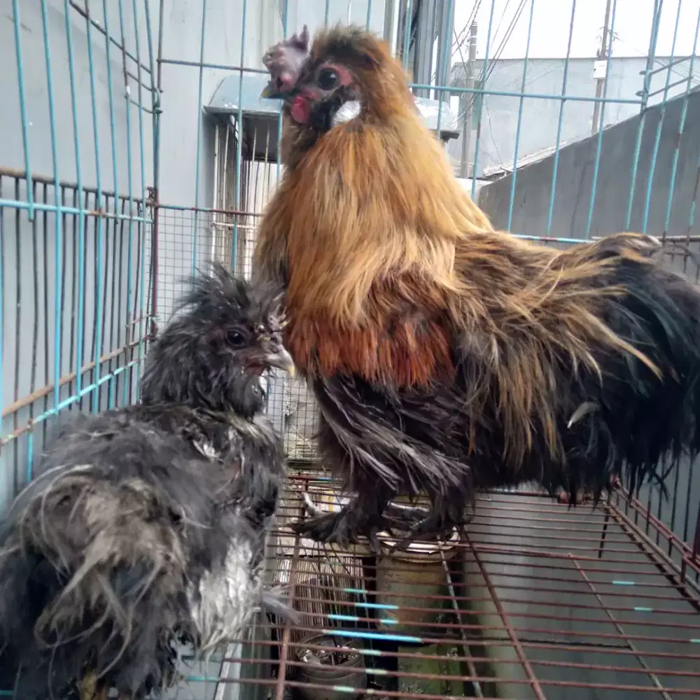 Ayam silke sepasang