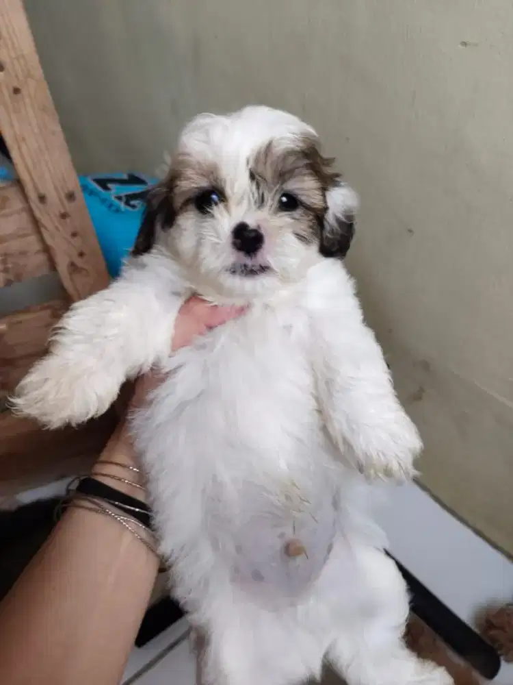 Shitzu 1 bulan jangan/betina