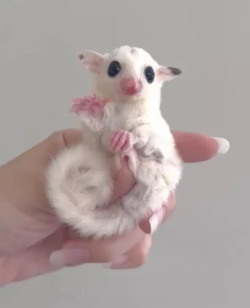 Joey Sugar Glider White Mozaic het Leucistic 100%