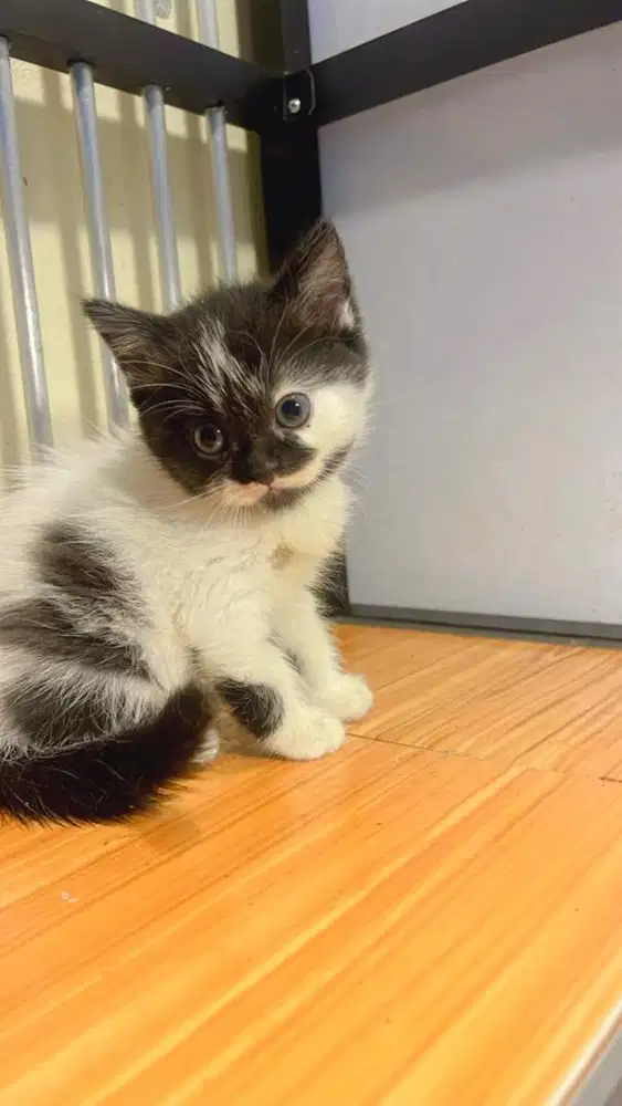 BSH nonped kitten
