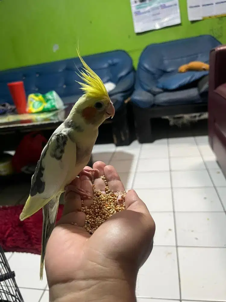Jinak lucu dan gemesin negooi