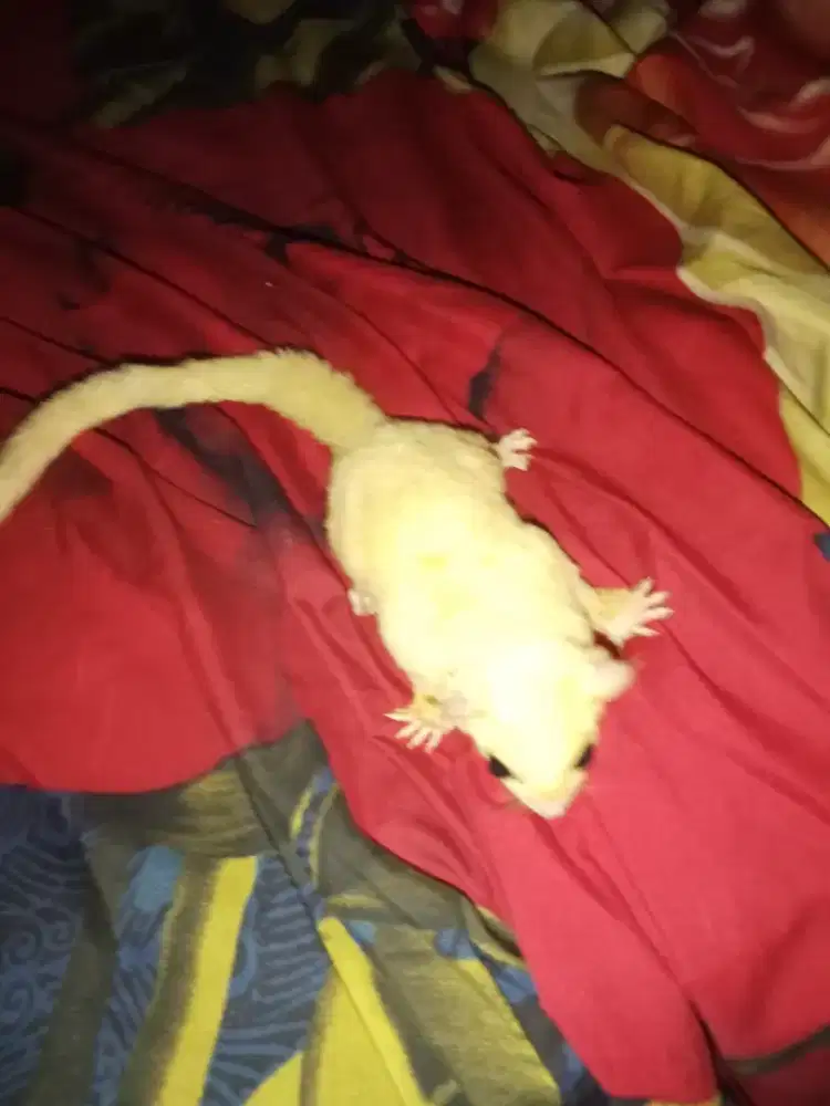 Sugar glider Leucistik