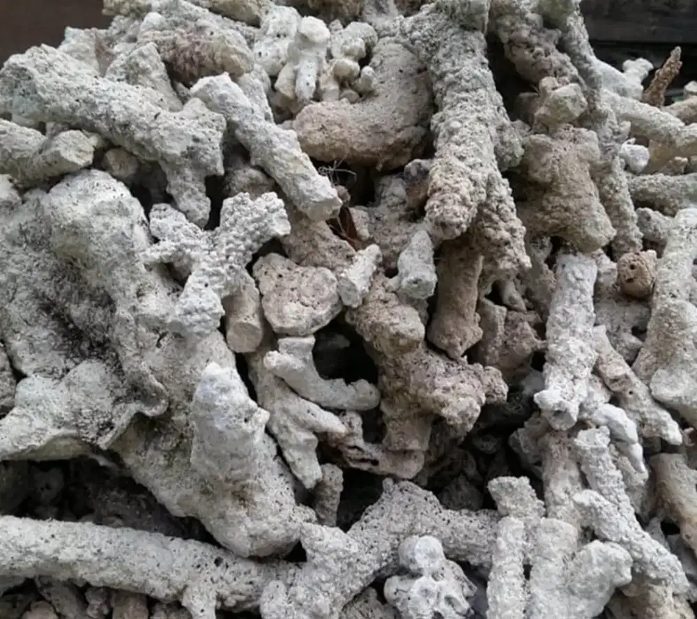 SUPER MURAH ! Aksessoris batu karang laut + kerang laut (karung besar)