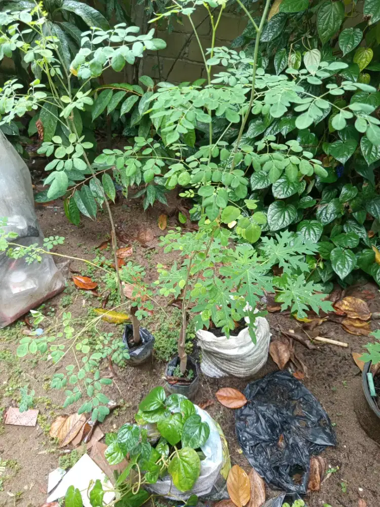 Tanaman daun kelor dan bunga telang