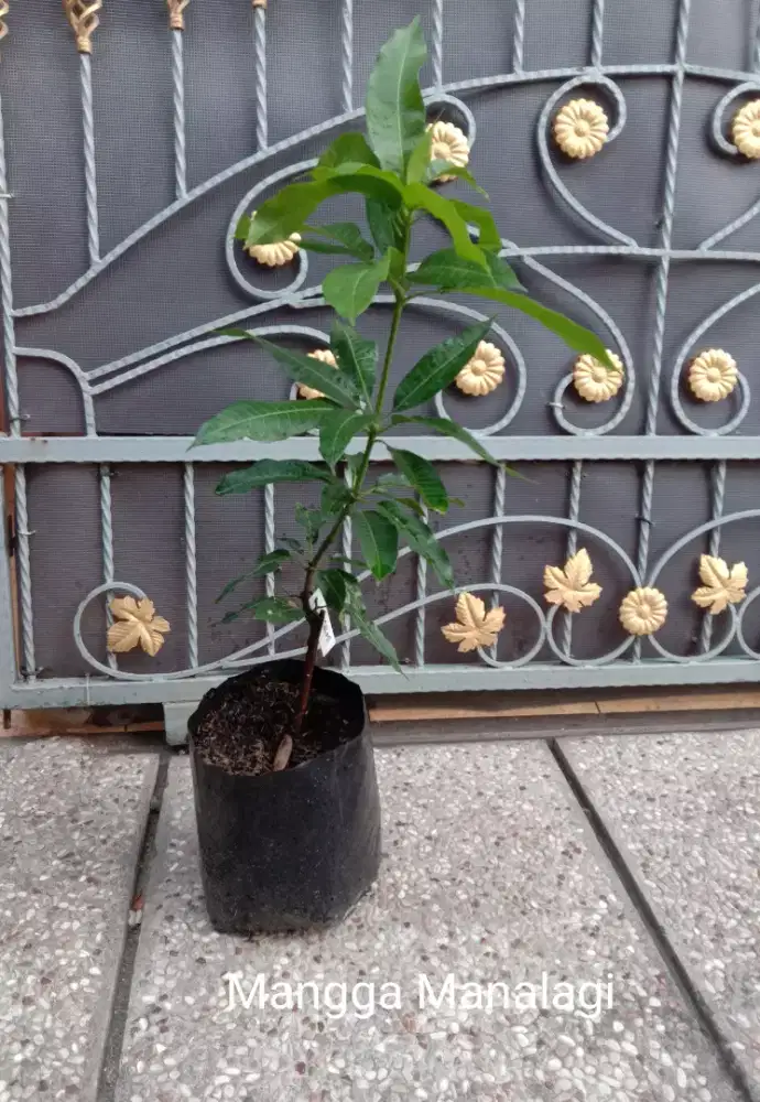 Bibit Buah Mangga Manalagi