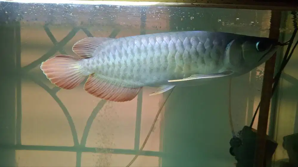 Di jual ikan Arwana super red 29 Cm