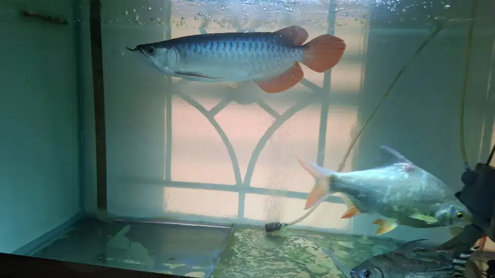 Di jual ikan Arwana super red 29 Cm