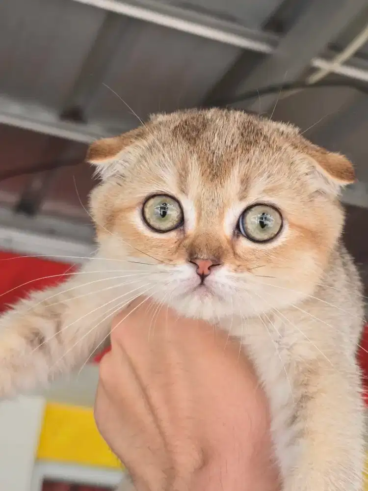 Kucing british shorthair x scotish fold