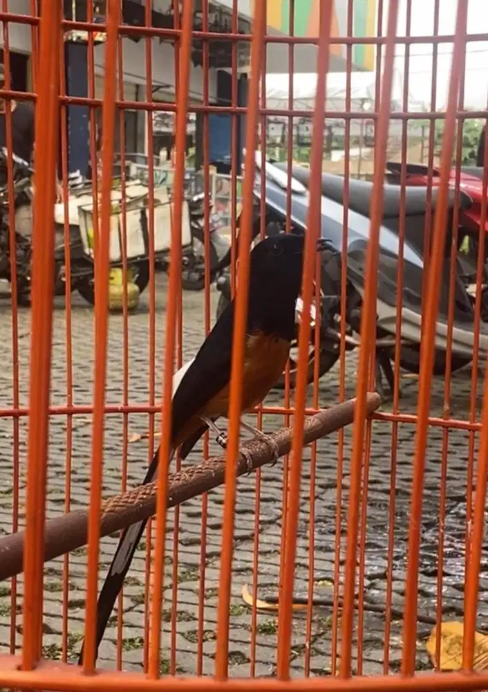Murai Batu Muda Exprestasi