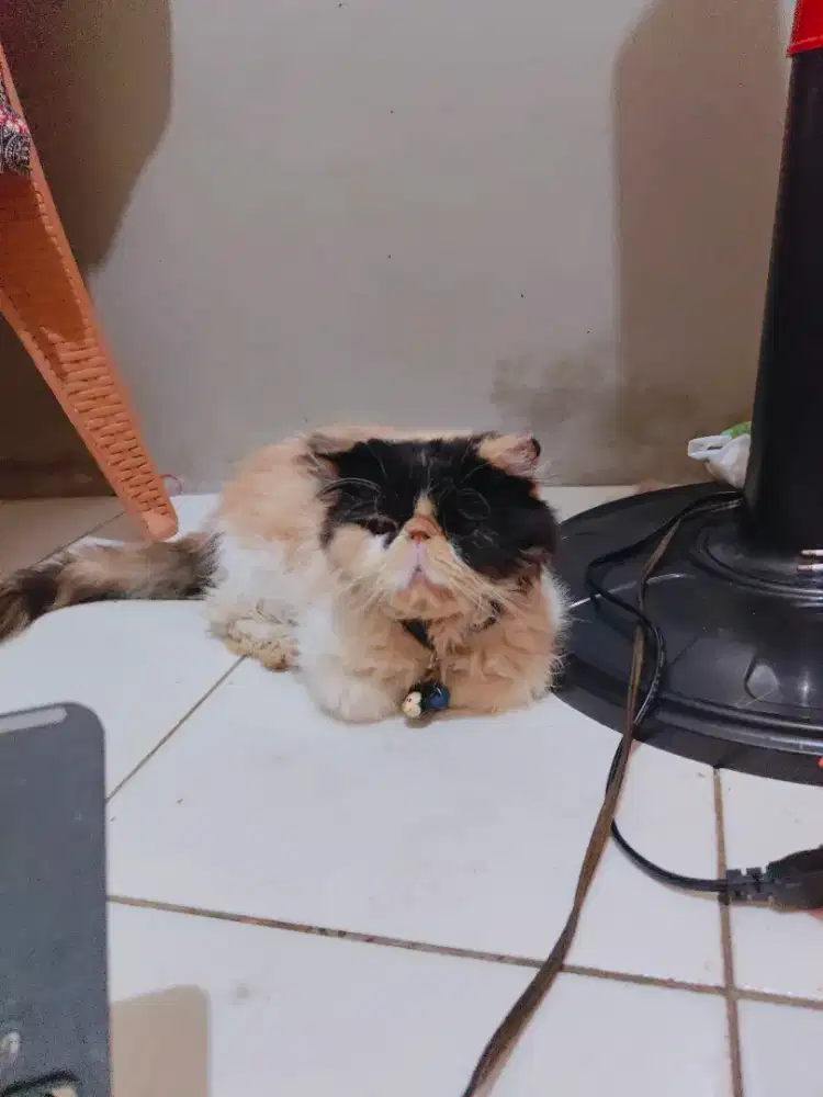 Peaknose betina calico